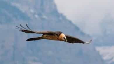 Hallan muerto a un quebrantahuesos liberado en 2019 en Picos de Europa