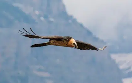 Hallan muerto a un quebrantahuesos liberado en 2019 en Picos de Europa