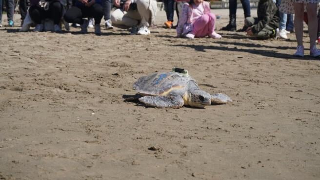 la-tortuga-paz-regresa-al-mar-arropada-por-ninos-refugiados-ucranianos-despues-de-que-la-rescataran-unos-pescadores
