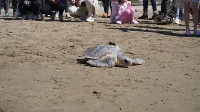 La tortuga Paz regresa al mar arropada por niños refugiados ucranianos