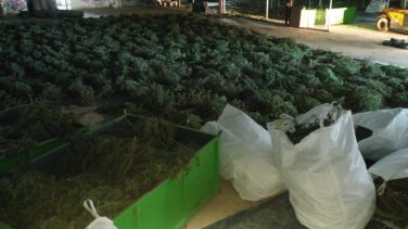 Desmantelado en Navarra el mayor cultivo de marihuana de Europa