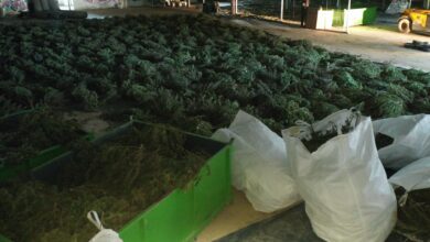 Desmantelado en Navarra el mayor cultivo de marihuana de Europa