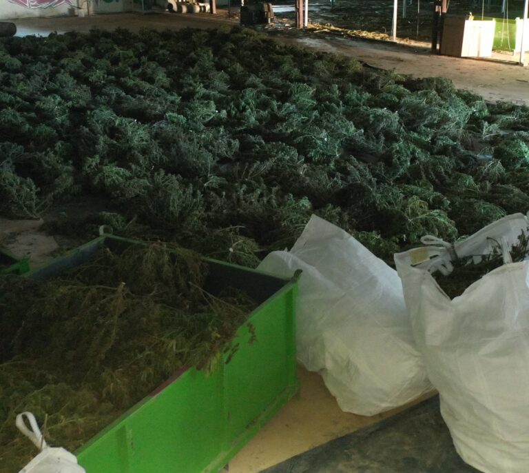 Desmantelado en Navarra el mayor cultivo de marihuana de Europa