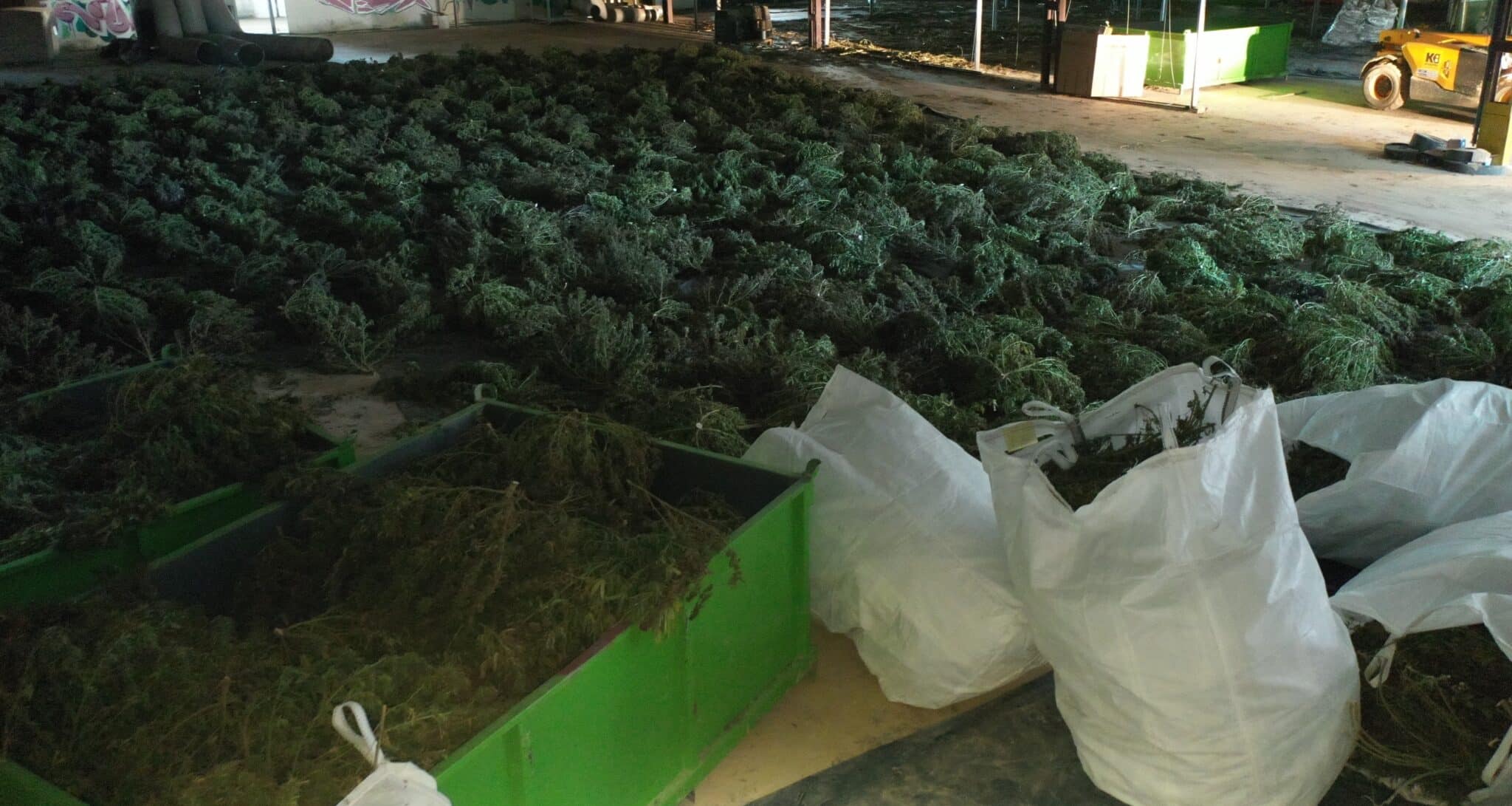 El cultivo hallado por la policía en Navarra
