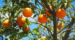 Naranjas, ruina para el agricultor y negocio para el supermercado: "Se enriquecen a nuestra costa"