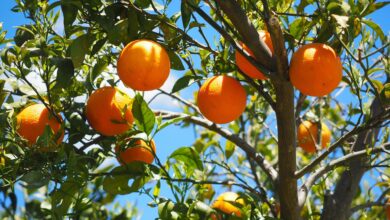 Naranjas, ruina para el agricultor y negocio para el supermercado: "Se enriquecen a nuestra costa"