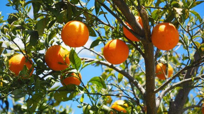 Naranjas colgando de un árbol bajo el sol