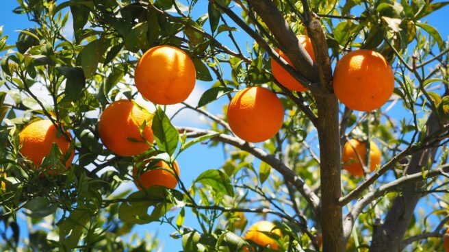 Naranjas Naranjas colgando de un árbol bajo el sol