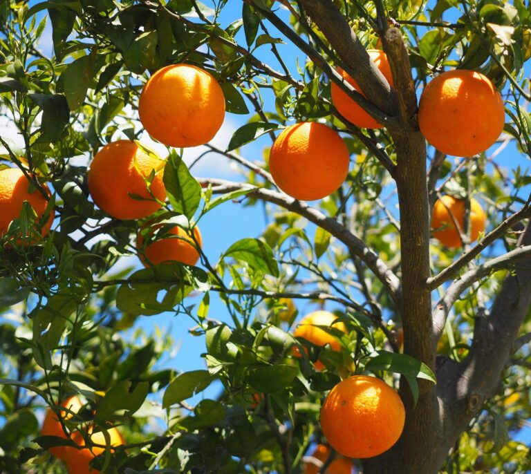 Naranjas, ruina para el agricultor y negocio para el supermercado: "Se enriquecen a nuestra costa"