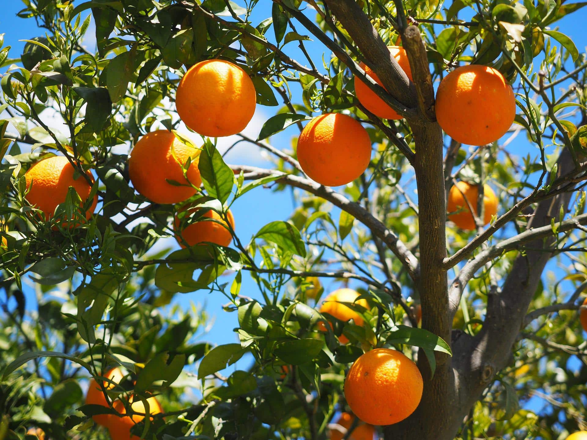 Naranjas colgando de un árbol bajo el sol