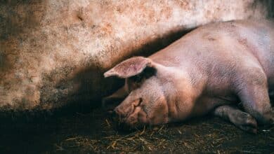 Mueren más de cien cerdos tras volcar un tráiler que transportaba ganado