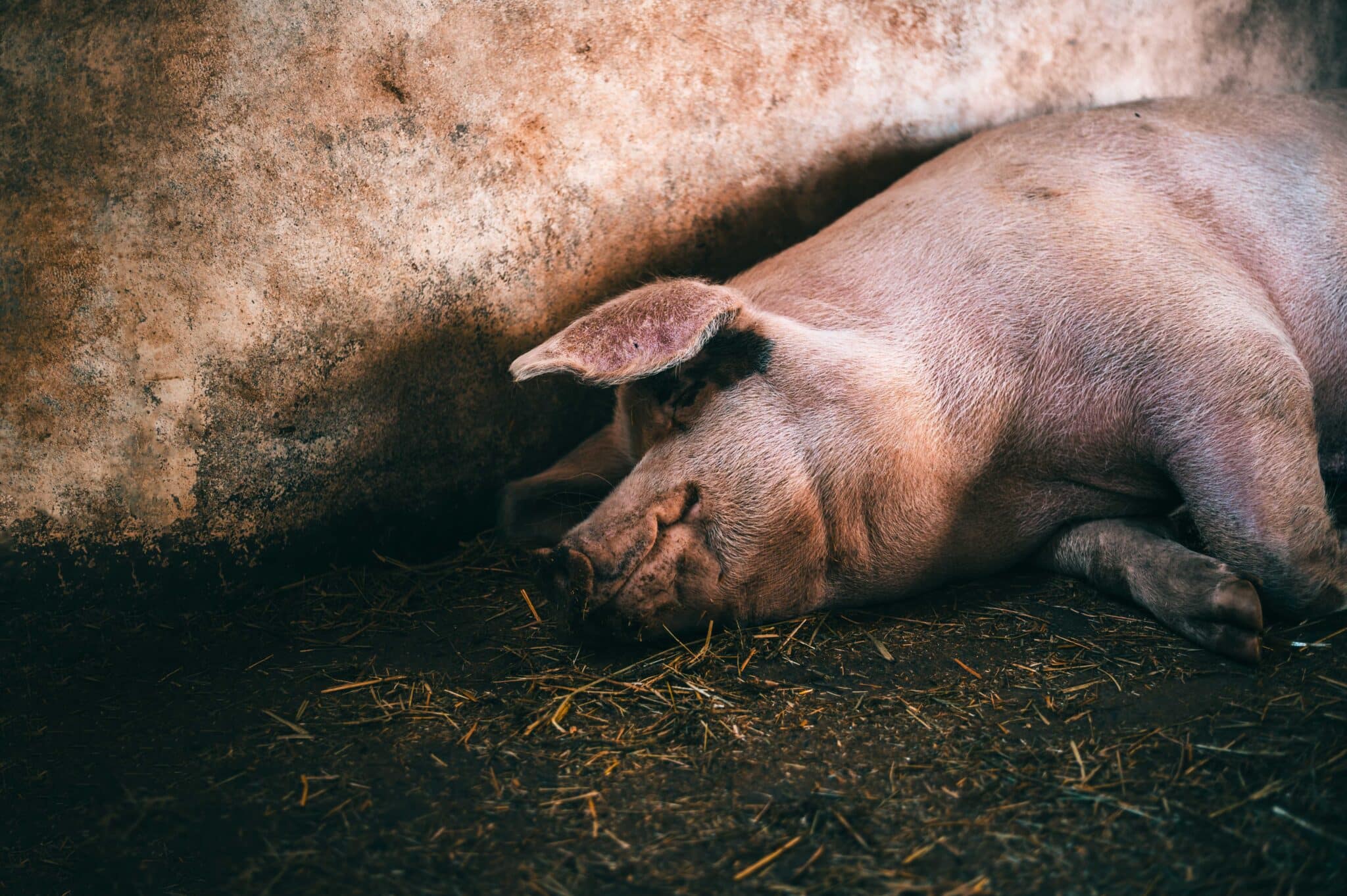 Mueren más de cien cerdos tras volcar un tráiler que transportaba ganado