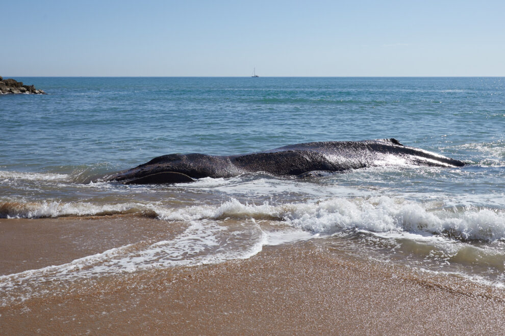 Una ballena de 12 metros y 25 toneladas que fue avistada en Mallorca ha muerto junto a la costa del municipio valenciano de Tavernes de la Valldigna