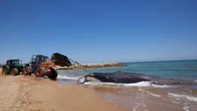 Muere en la costa de Valencia la ballena avistada hace unos días en Mallorca