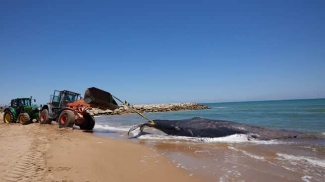 Una ballena de 12 metros y 25 toneladas que fue avistada en Mallorca ha muerto junto a la costa del municipio valenciano de Tavernes de la Valldigna