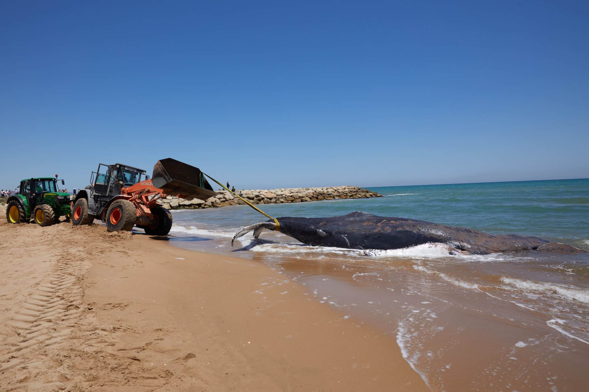 Una ballena de 12 metros y 25 toneladas que fue avistada en Mallorca ha muerto junto a la costa del municipio valenciano de Tavernes de la Valldigna