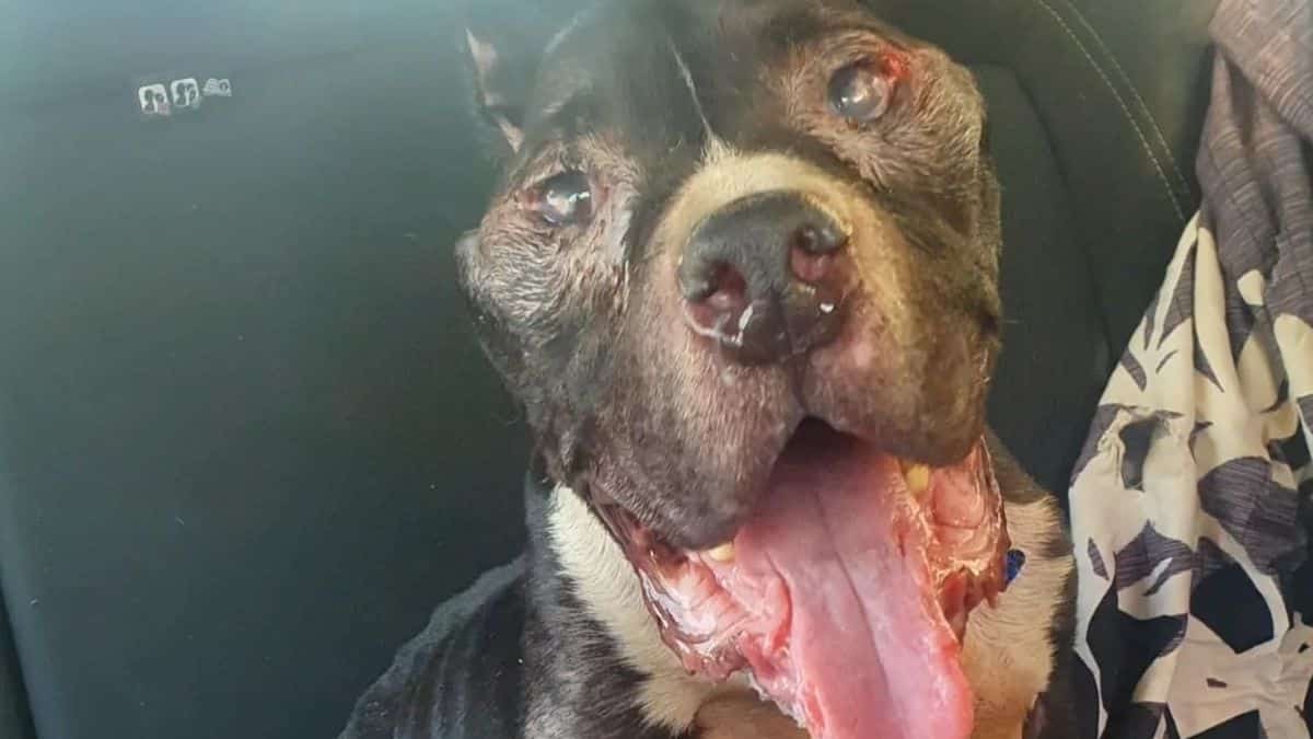 Matt, el perro abandonado en la puerta de un supermercado de Valencia, busca a su dueño