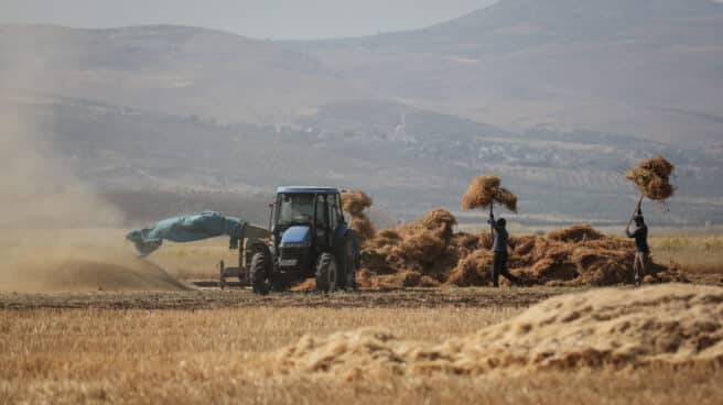 Las guerras del hambre Recolección de la cosecha en Siria
