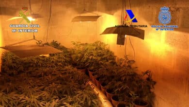 Desarticulan una organización criminal dedicada al cultivo de marihuana en Picassent