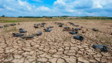 Arabia Saudí, África y Latinoamérica se unen para luchar contra la desertificación