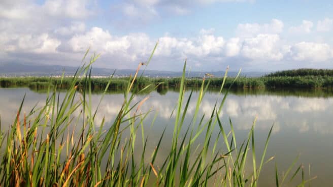 Los Humedales del Delta del Ebro, declarados reserva natural de fauna salvaje.