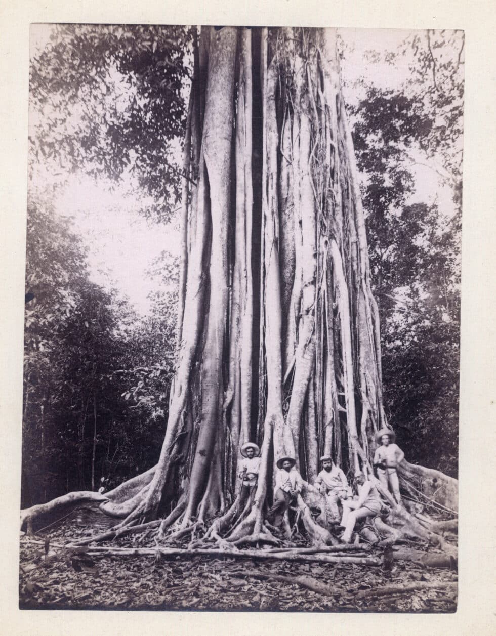 Tronco del balete Castaños en Tinankup, anónimo