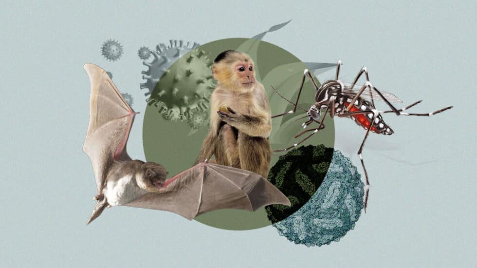 Imagen de un murciélago un mono y un mosquito con un coronavirus y un virus del Zika de fondo