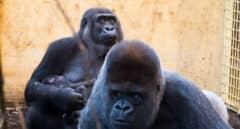 Detectan Covid en tres gorilas del Parque de la Naturaleza de Cabárceno