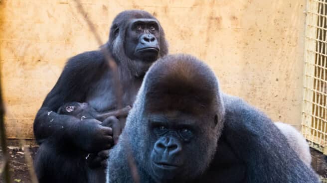 Gorilas del Parque de Naturaleza de Cabárceno