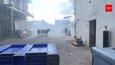 Un incendio en el matadero de Getafe provoca una gran columna de humo en el sur de Madrid