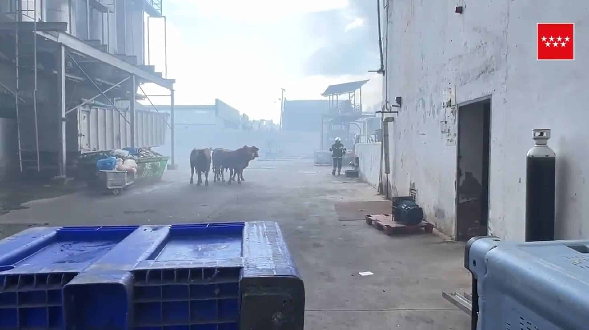 Incendio en las naves del matadero de Getafe.