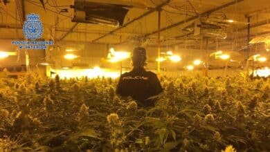 Interior no encuentra empresa para destruir plantaciones de marihuana en Madrid