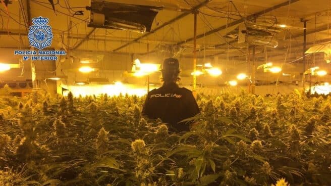 Un policía nacional, en una plantación de marihuana en Almazora (Castellón).