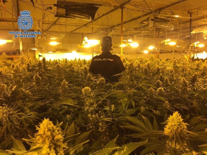 Un policía nacional, en una plantación de marihuana en Almazora (Castellón).