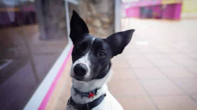mascotas y viruela del mono Un perro en el Hospital Veterinarea en Alpedrete