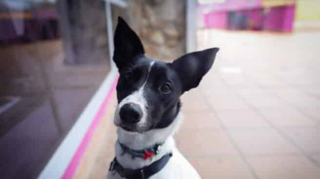 Un perro en el Hospital Veterinarea en Alpedrete