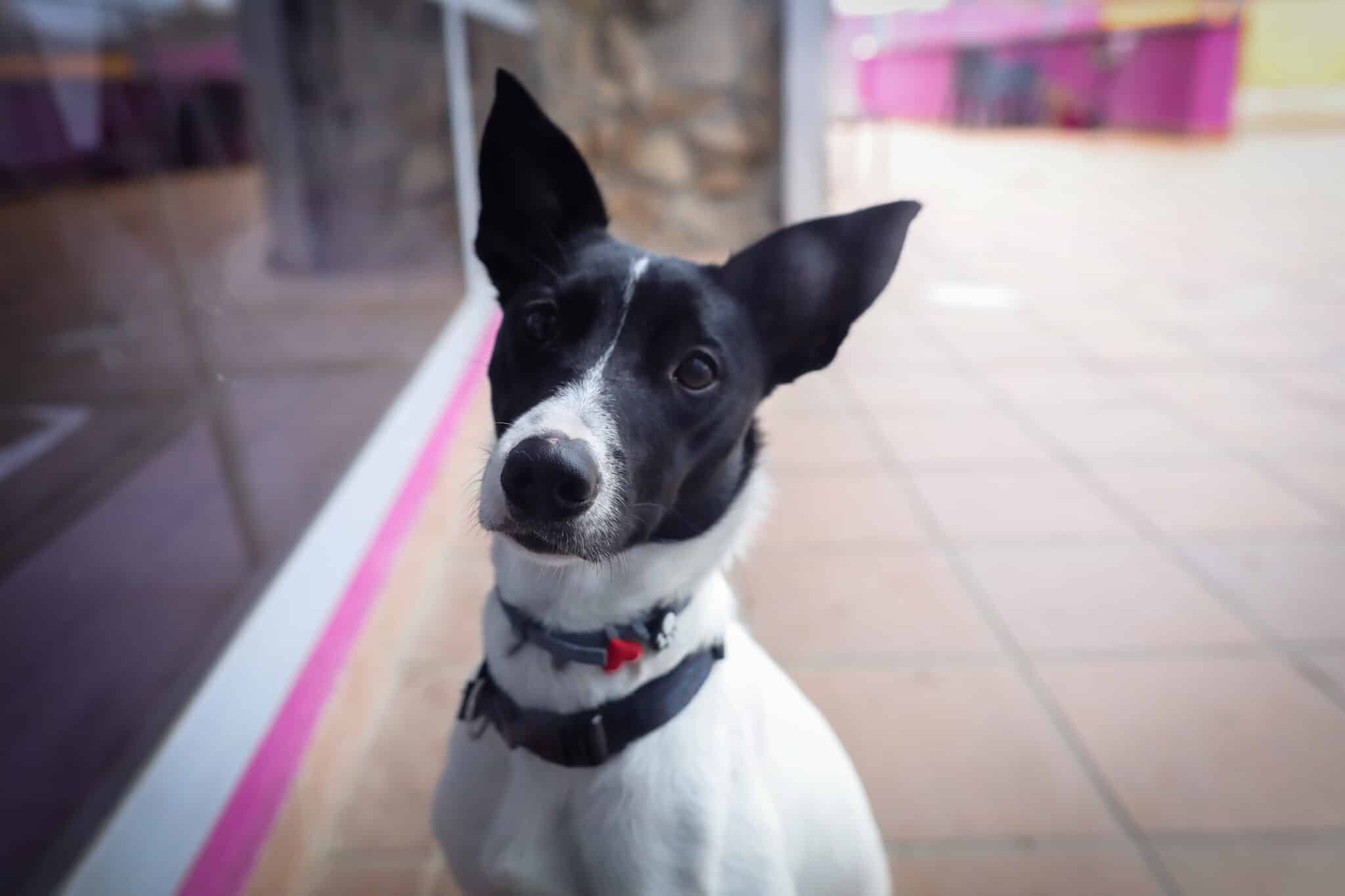 Un perro en el Hospital Veterinarea en Alpedrete