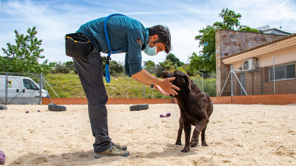 Un adiestrador de perros guía da indicaciones a un labrador en las perreras de la Fundación Once