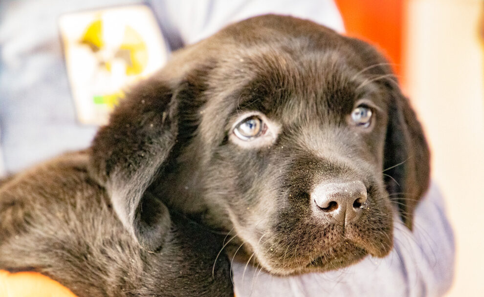 Un cachorro de labrador de dos semanas de vida en las perreras de la Fundación Once
