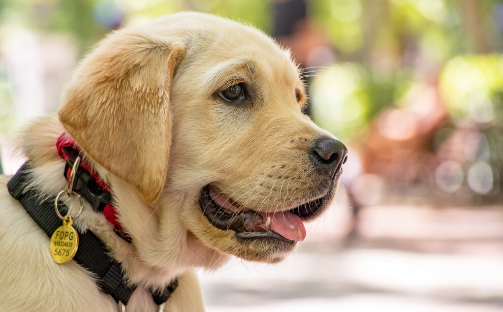 Goofy, un cachorro de labrador que está entrenando para ser perro guía