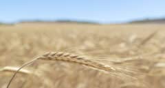 El calor, la sequía y la guerra disparan el trigo: "Habrá gente que no pueda comprar una barra de pan"