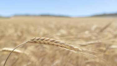 El calor, la sequía y la guerra disparan el trigo: "Habrá gente que no pueda comprar una barra de pan"