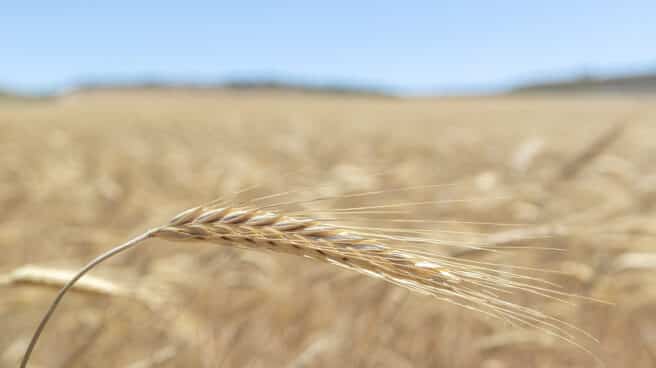 Una espiga de trigo en los campos de Boquiñeni, población cercana a Zaragoza Una espiga de trigo en los campos de Boquiñeni, población cercana a Zaragoza