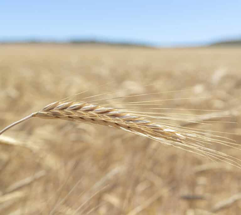 El calor, la sequía y la guerra disparan el trigo: "Habrá gente que no pueda comprar una barra de pan"