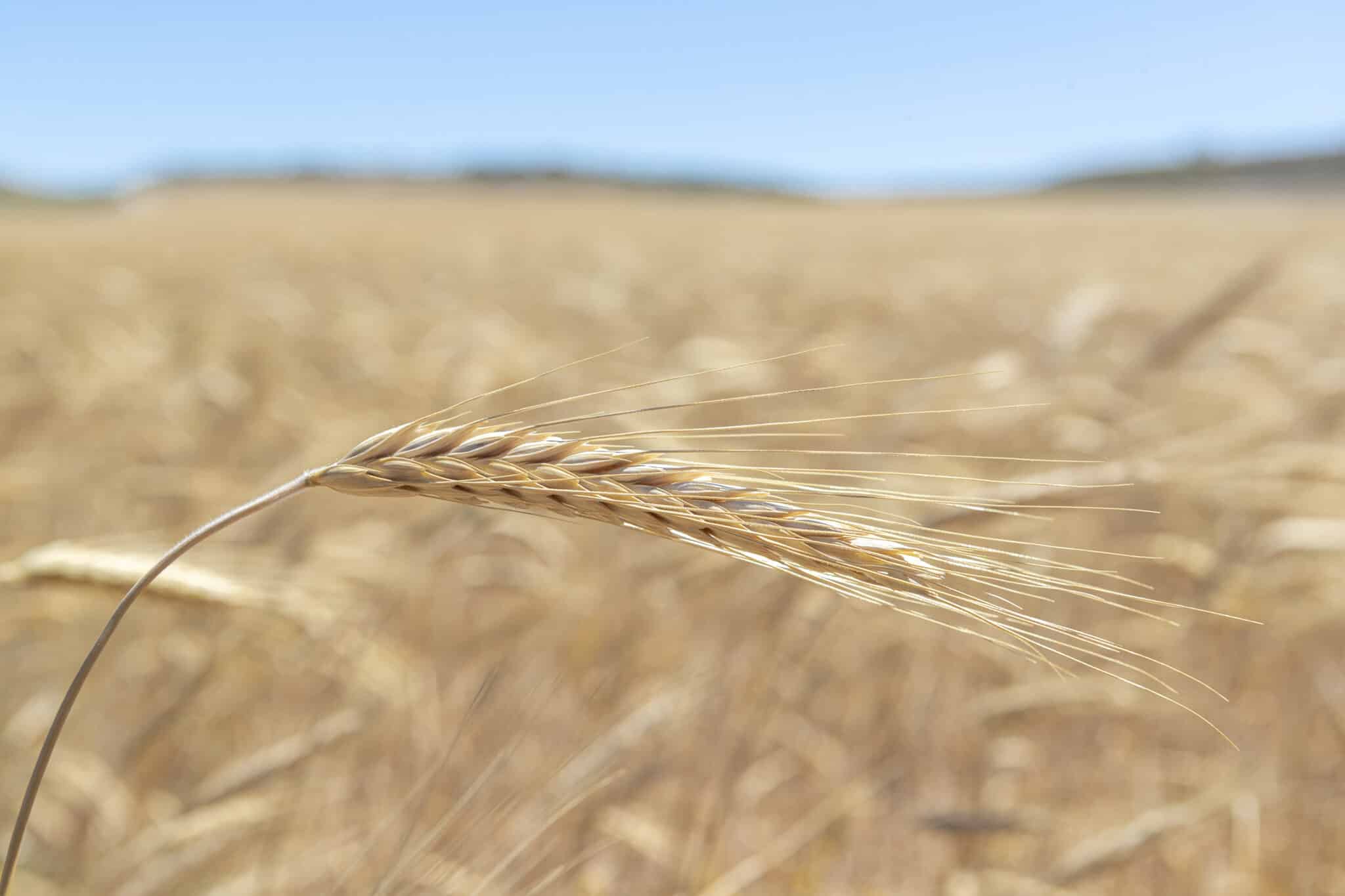 Una espiga de trigo en los campos de Boquiñeni, población cercana a Zaragoza