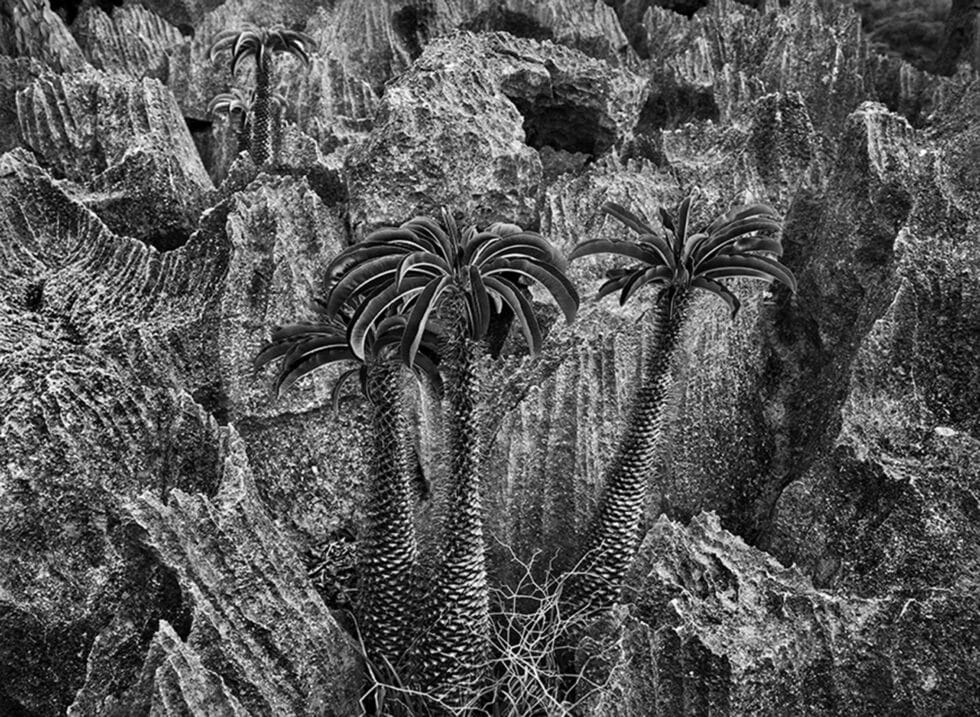 ©Sebastião Salgado, Parque Nacional de Tsingy (Bemaraha, Madagascar), 2010