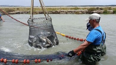 No sólo atún: así se crían doradas y lubinas 'pata negra' en Barbate