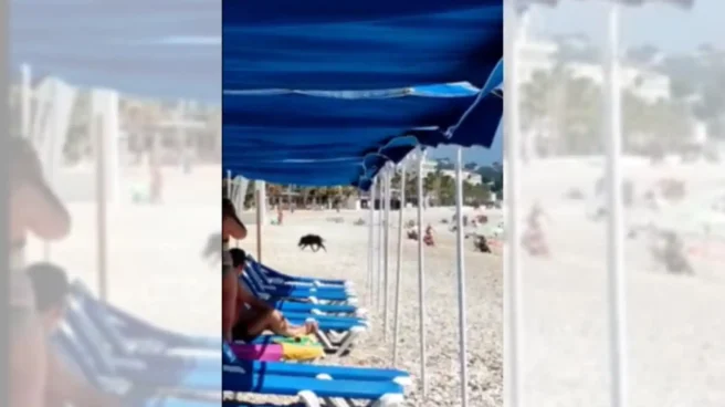 Imagen del jabalí en la playa de Alicante