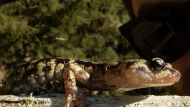 El salto al vacío de las salamandras que frenan su caída como un paracaidista