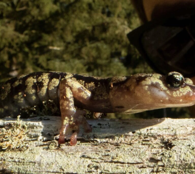 El salto al vacío de las salamandras que frenan su caída como un paracaidista